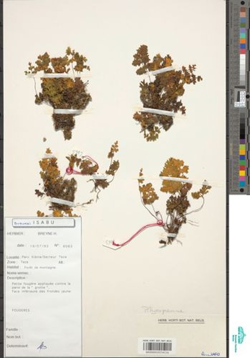 Pityrogramma rupicola photo 2