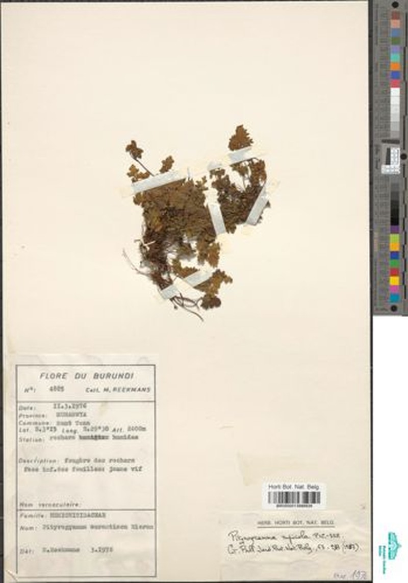 Pityrogramma rupicola photo 3