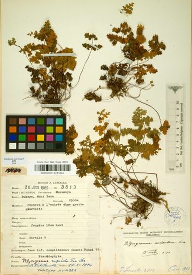 Pityrogramma rupicola photo 4