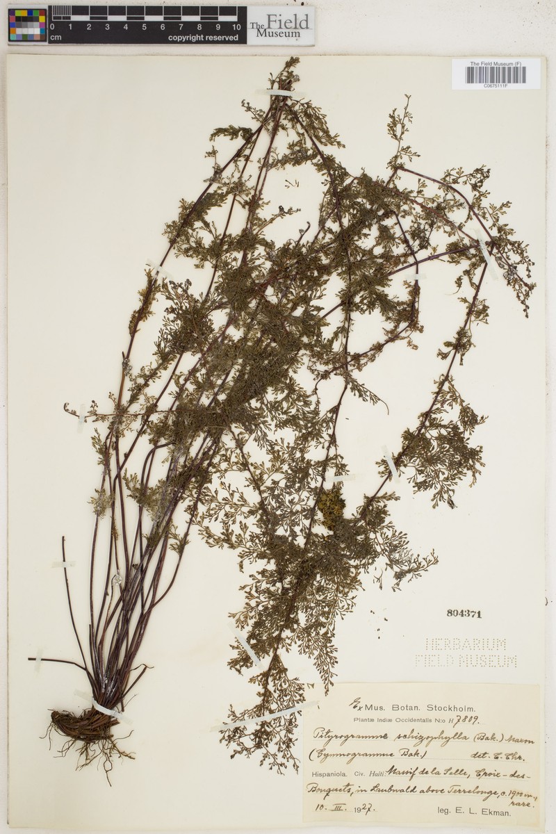 Pityrogramma schizophylla