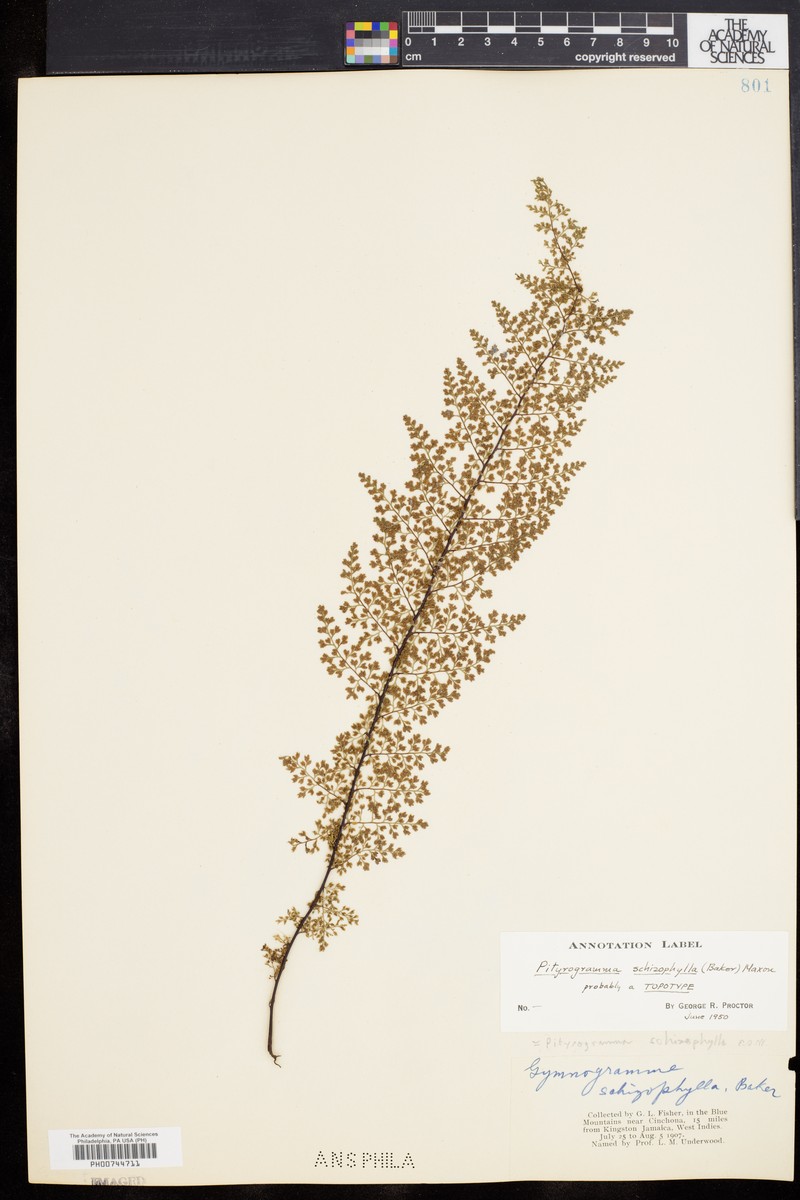 Pityrogramma schizophylla photo 2