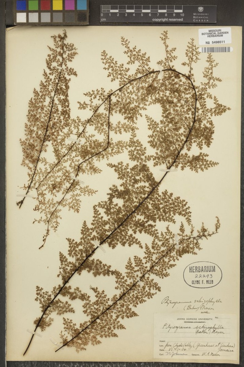 Pityrogramma schizophylla photo 3
