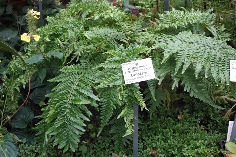 Jamaican Goldback Fern