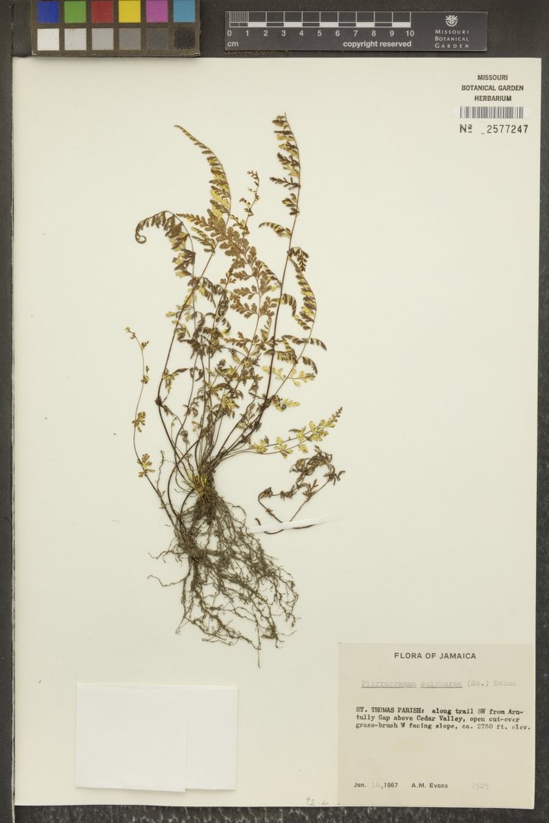 Jamaican Goldback Fern photo 2