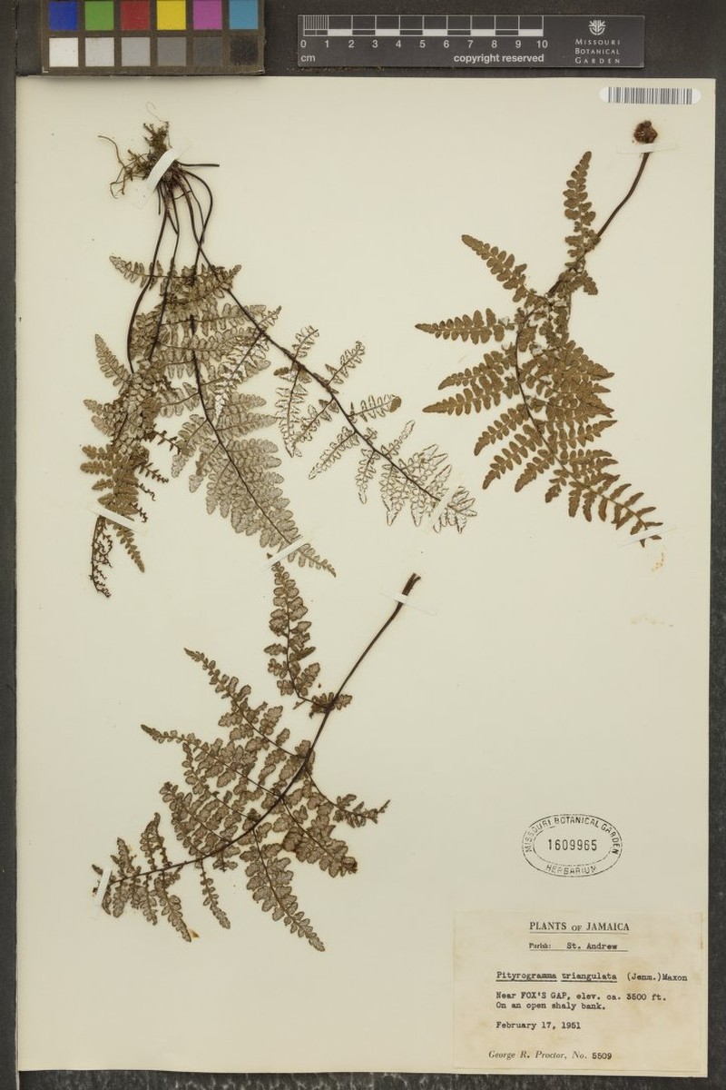 Pityrogramma triangulata