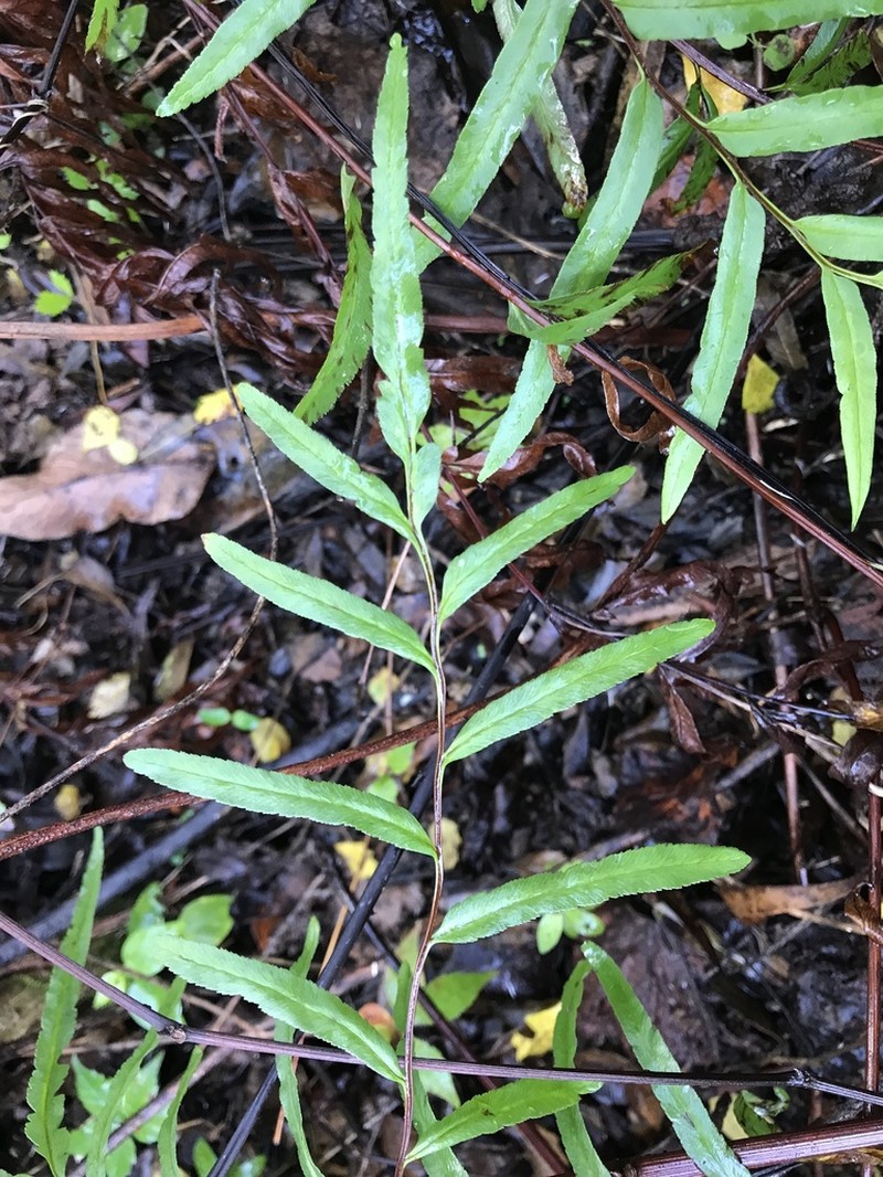 Threeleaf Goldback Fern