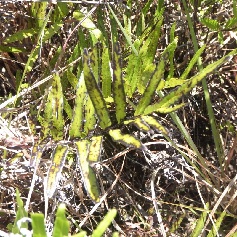 Threeleaf Goldback Fern photo 2