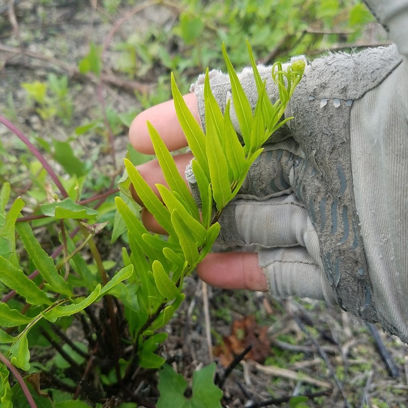 Threeleaf Goldback Fern photo 3