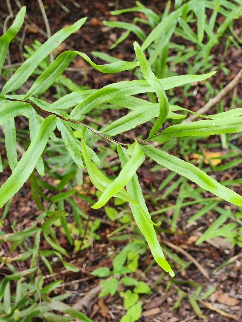 Threeleaf Goldback Fern photo 4