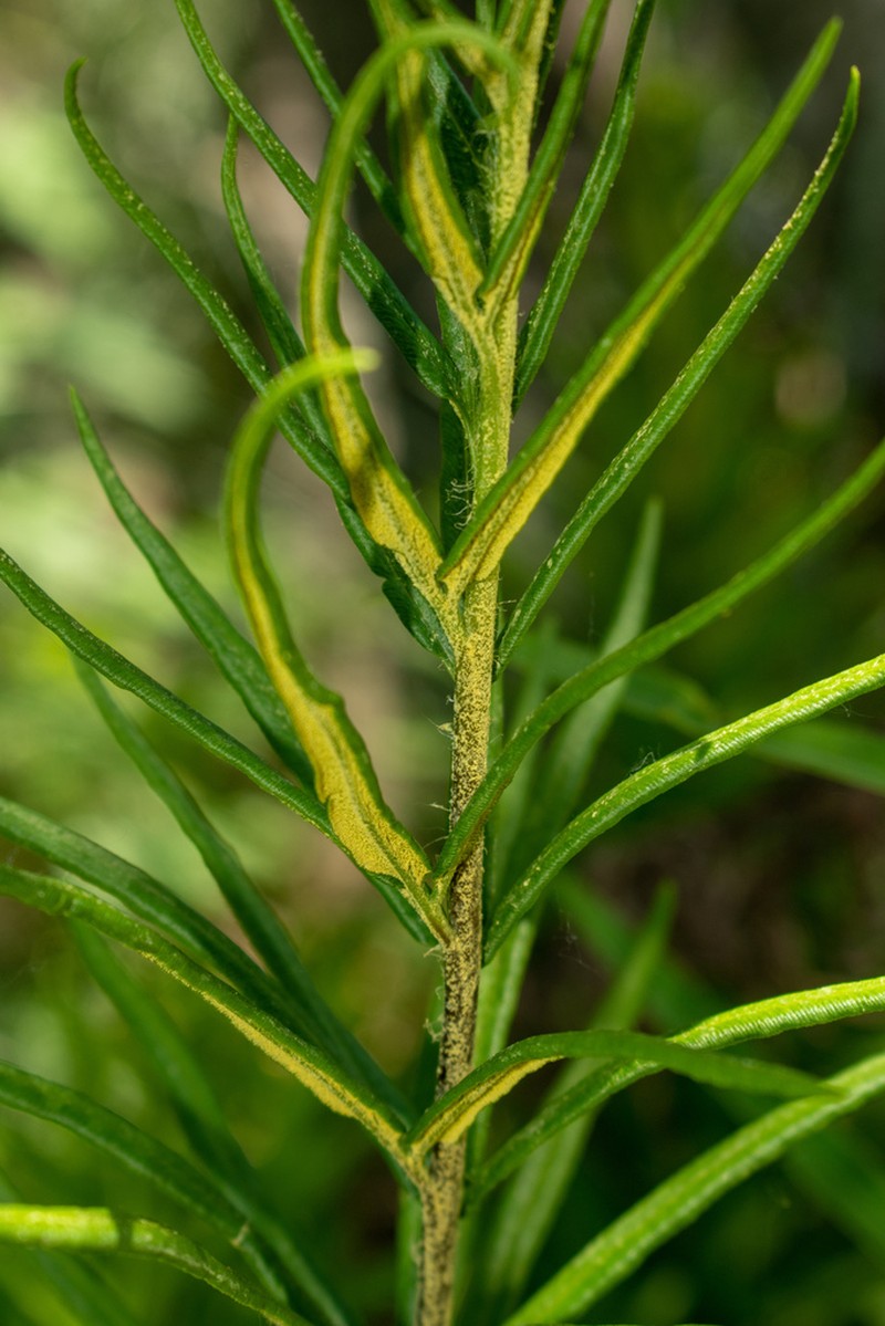 Threeleaf Goldback Fern photo 5