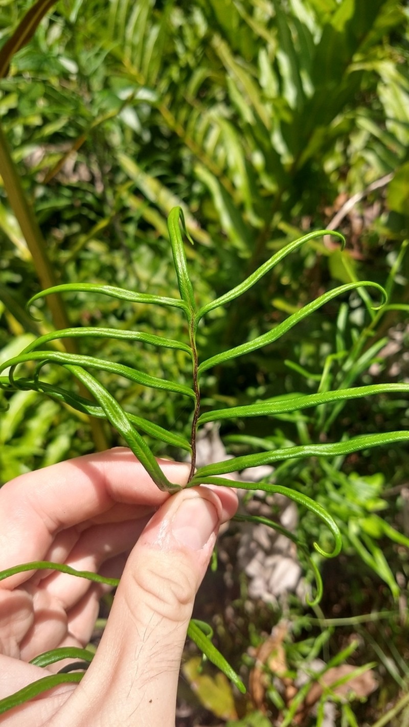 Threeleaf Goldback Fern photo 6
