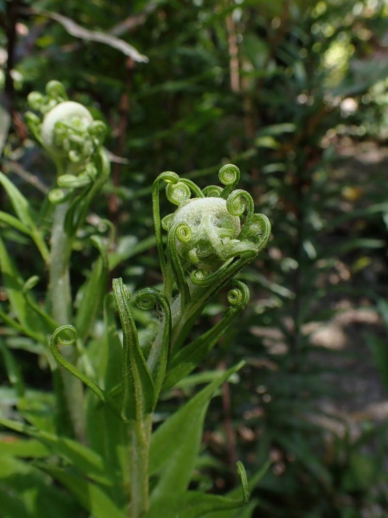 Threeleaf Goldback Fern photo 8