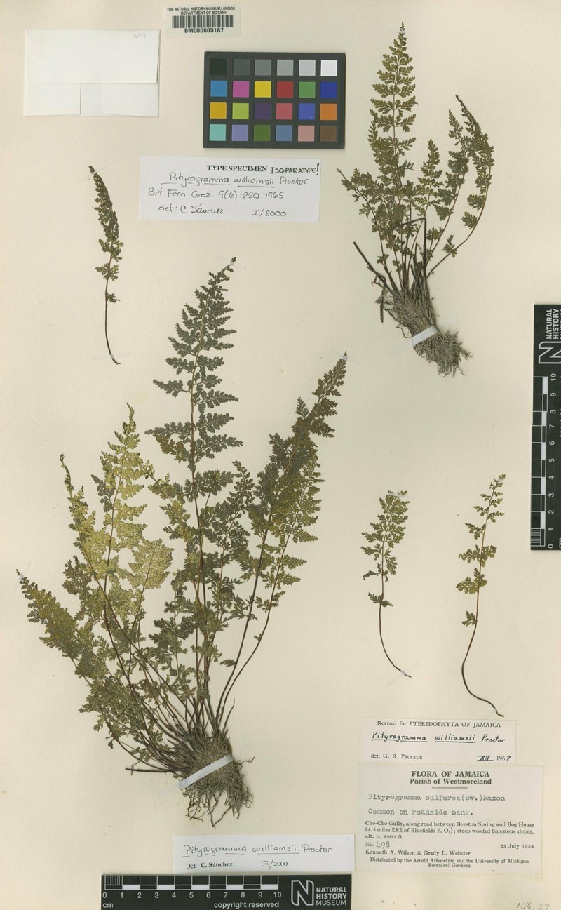 Pityrogramma williamsii photo 2