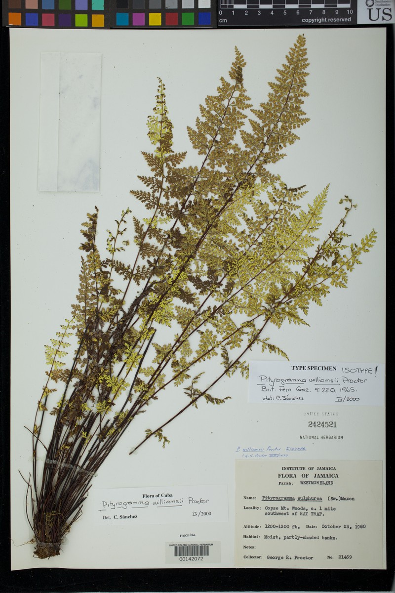 Pityrogramma williamsii