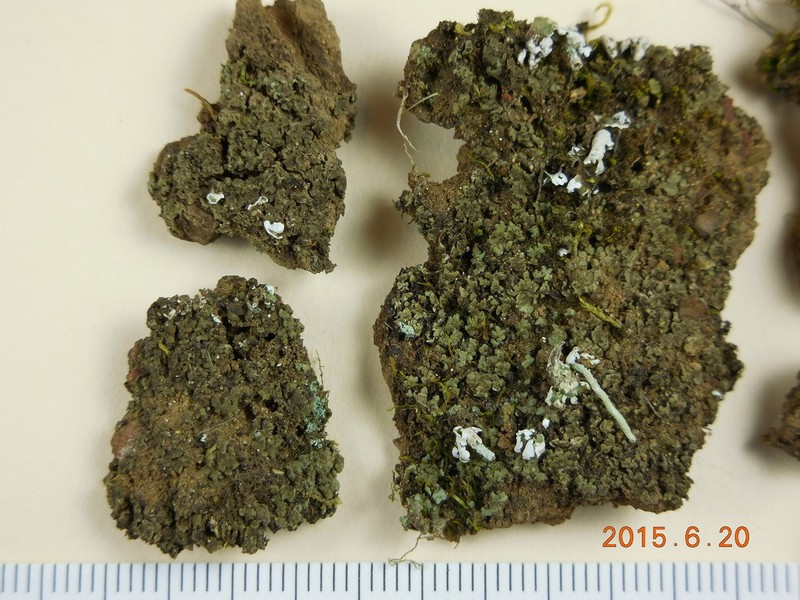 Placidiopsis cinerascens