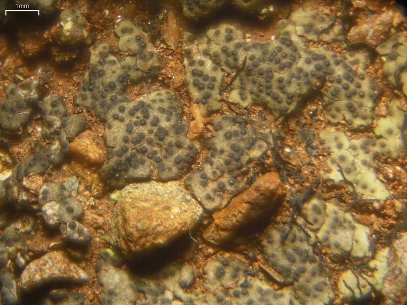 Placidiopsis cinerascens photo 2