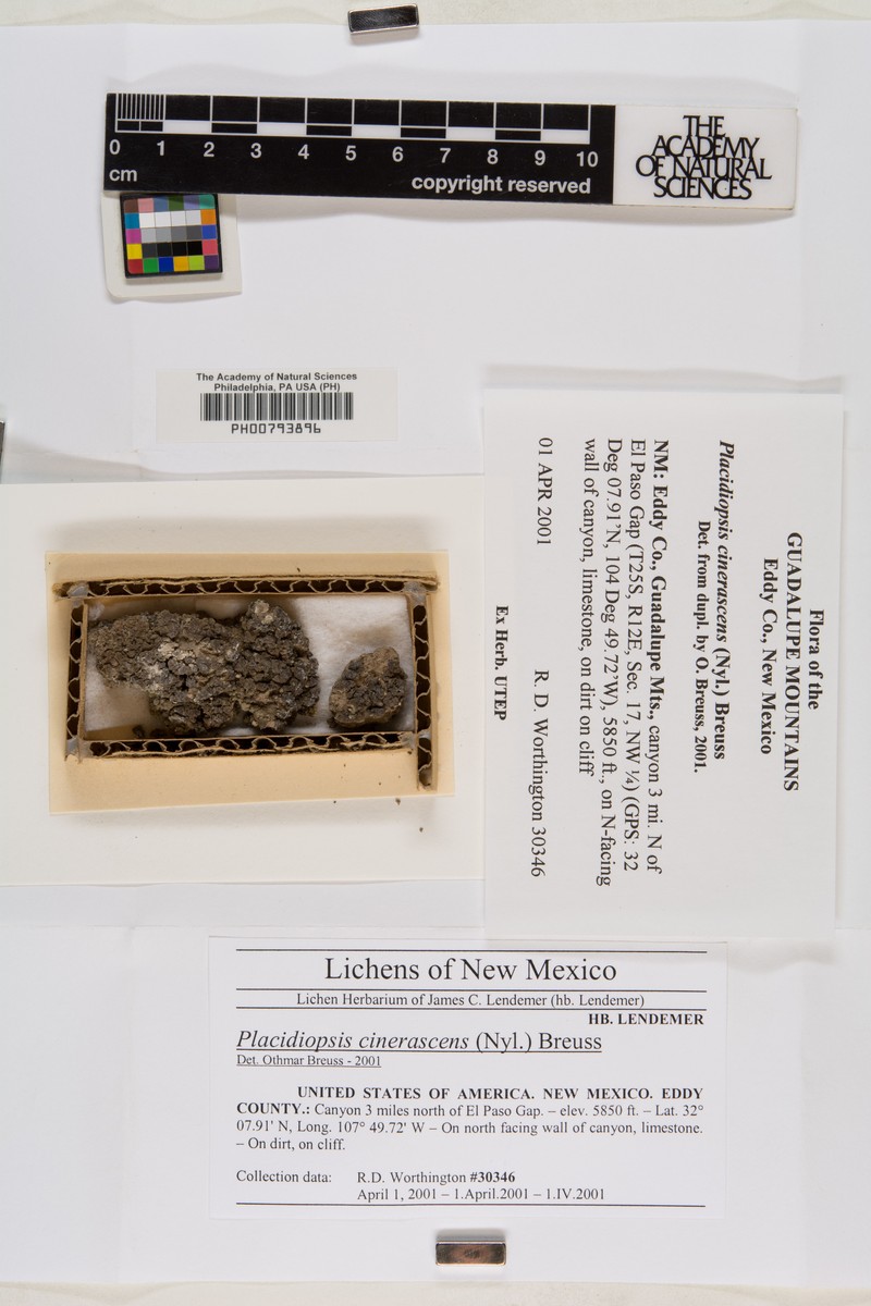 Placidiopsis cinerascens photo 4