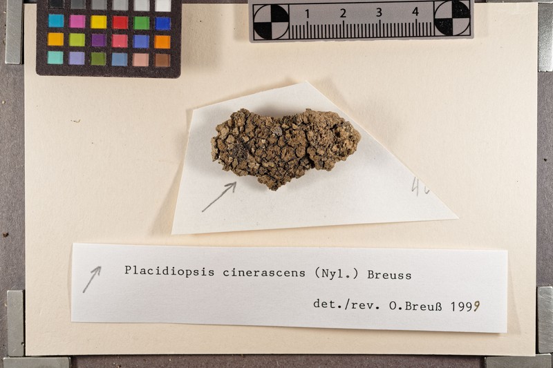 Placidiopsis cinerascens photo 5