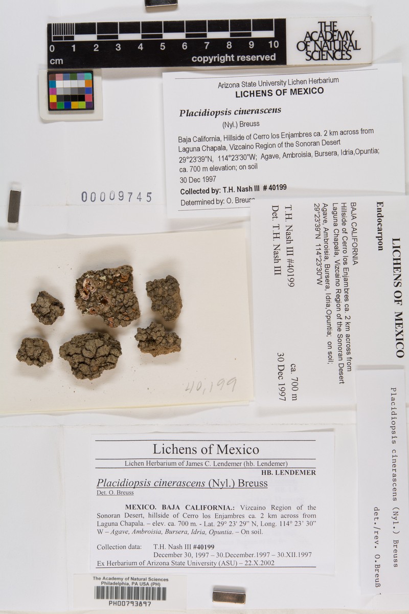 Placidiopsis cinerascens photo 6