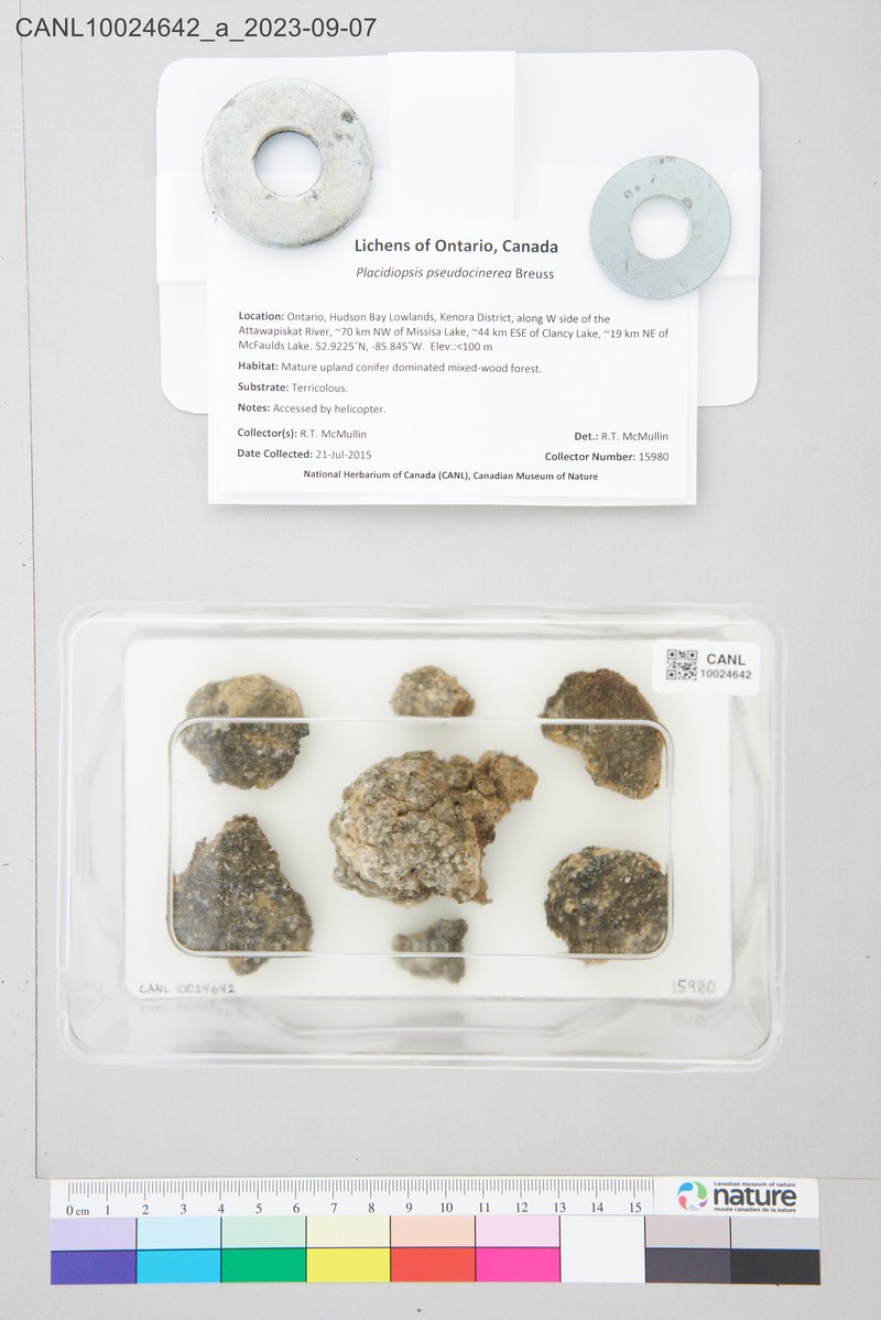 Placidiopsis Lichen