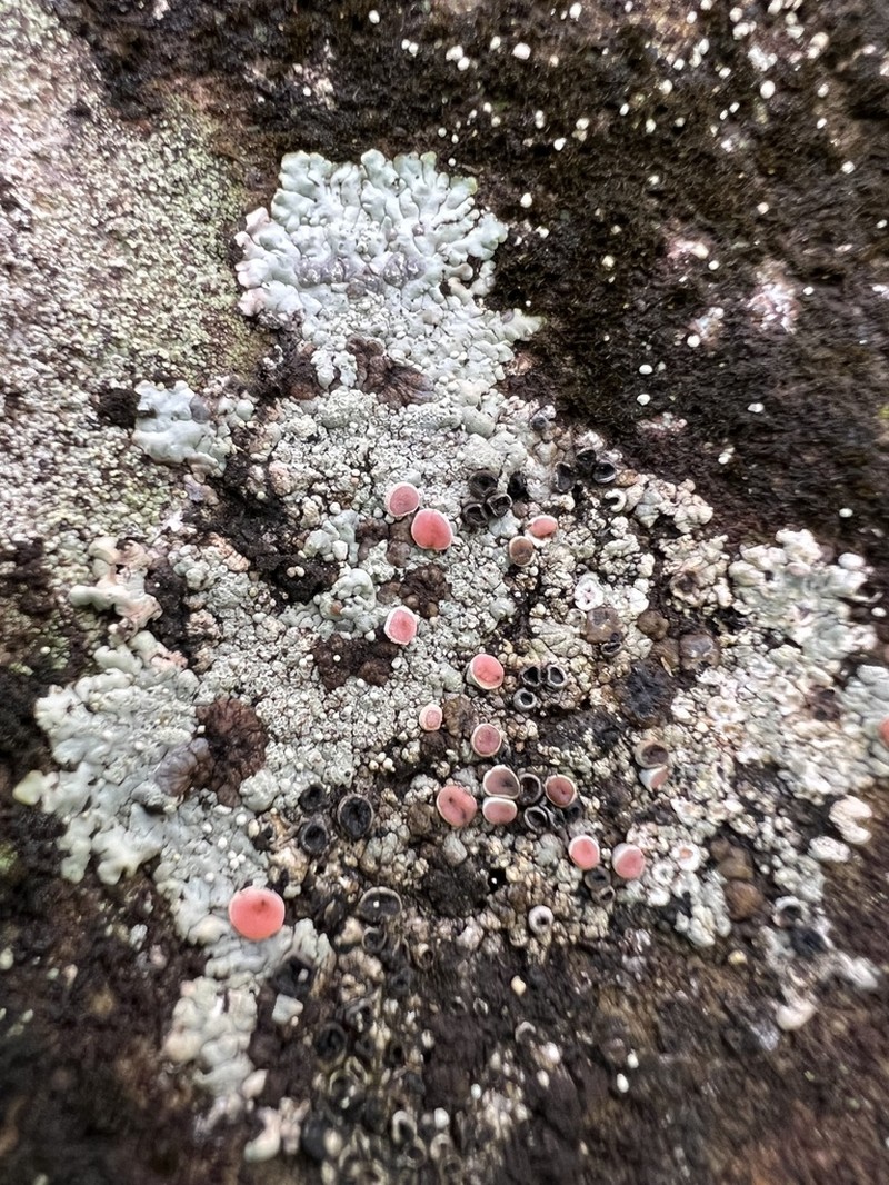 Bullseye Lichen