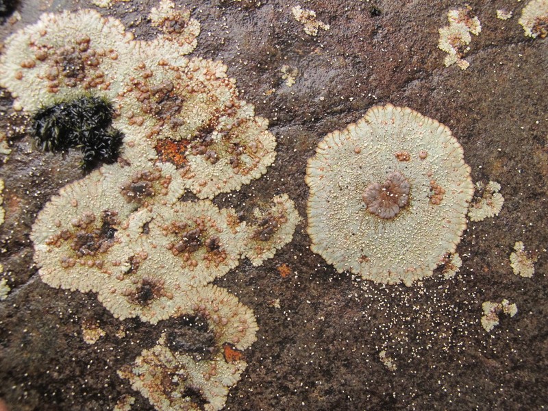 Bullseye Lichen photo 2