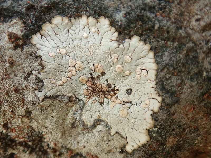 Bullseye Lichen photo 3