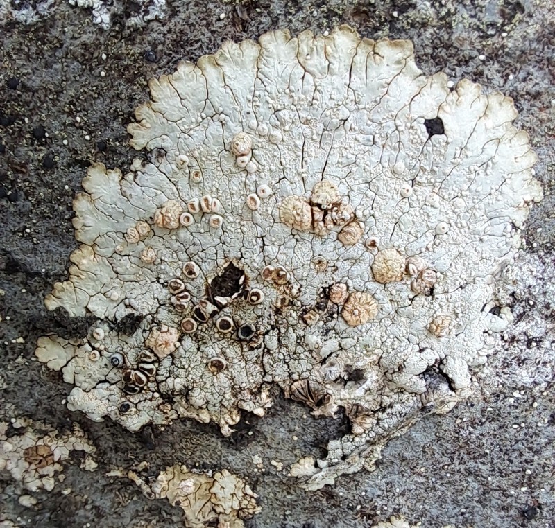Bullseye Lichen photo 5