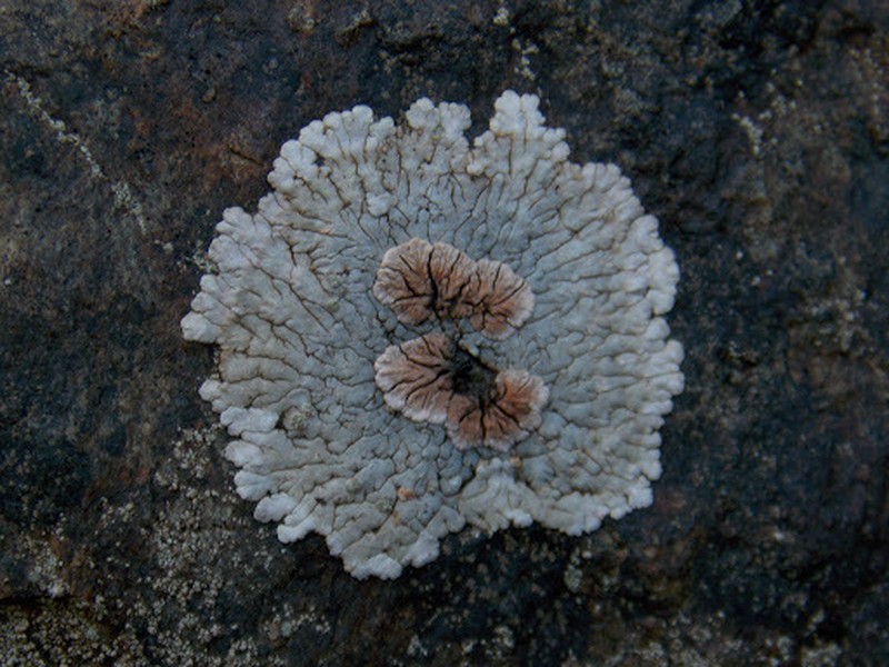 Bullseye Lichen photo 2