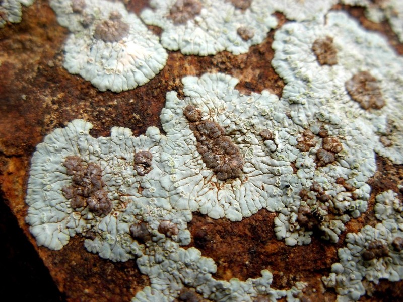 Bullseye Lichen photo 3