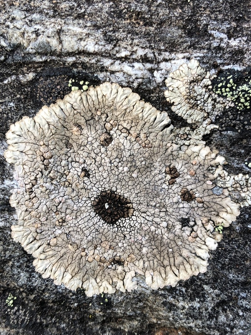 Bullseye Lichen photo 4