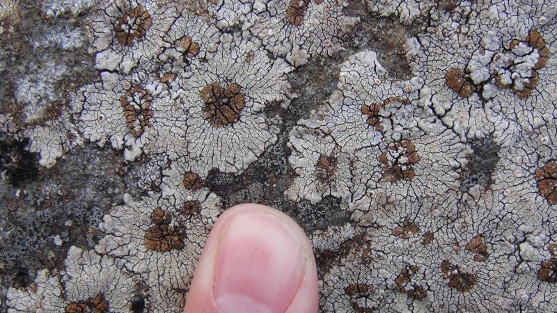 Bullseye Lichen photo 5