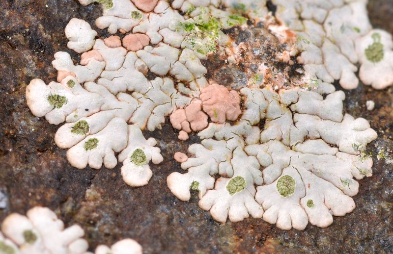 Bullseye Lichen photo 6