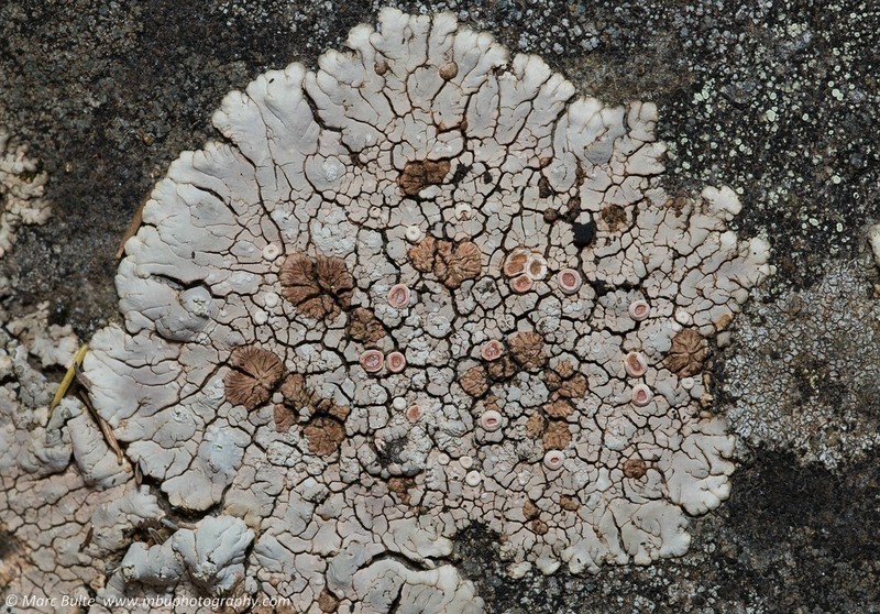 Bullseye Lichen photo 7