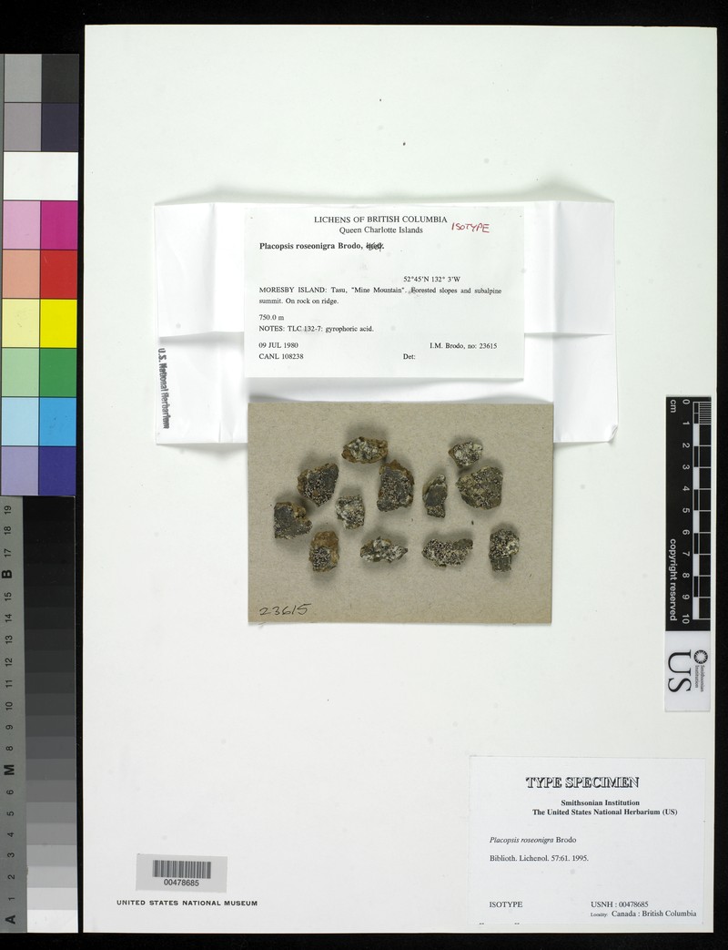 Placopsis roseonigra