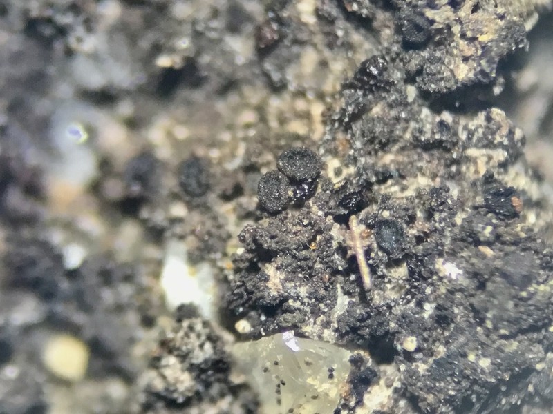 Placynthiella Lichen