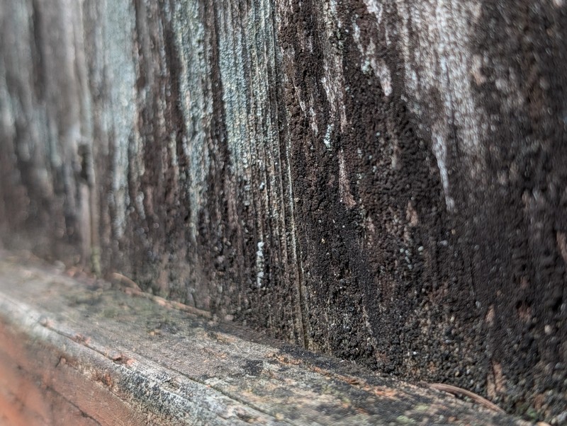 Placynthiella Lichen