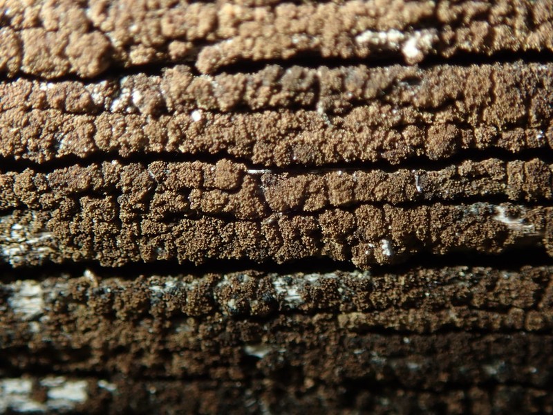 Placynthiella Lichen photo 2