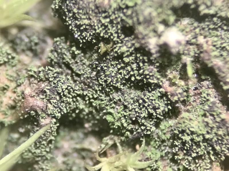 Placynthiella Lichen photo 3