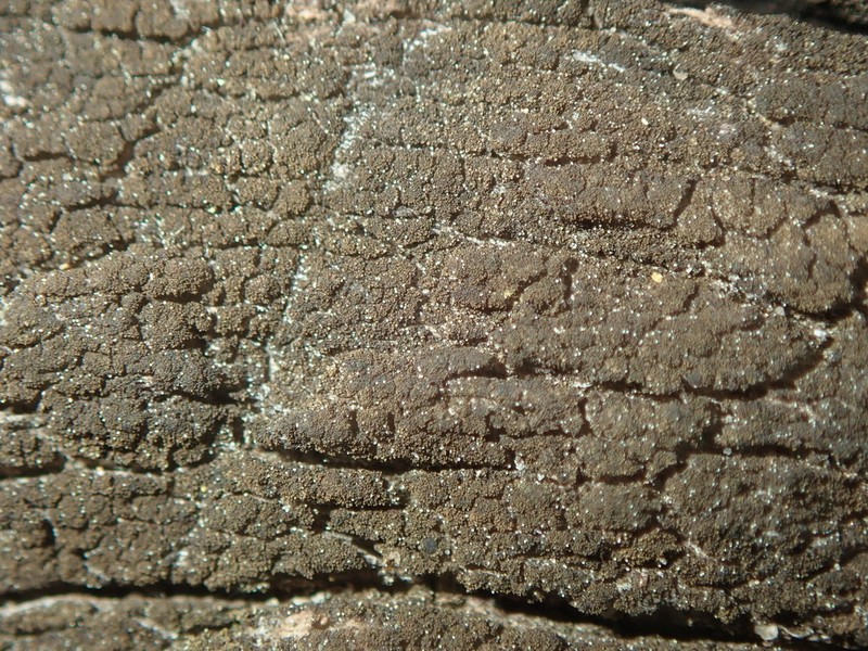 Placynthiella Lichen photo 4