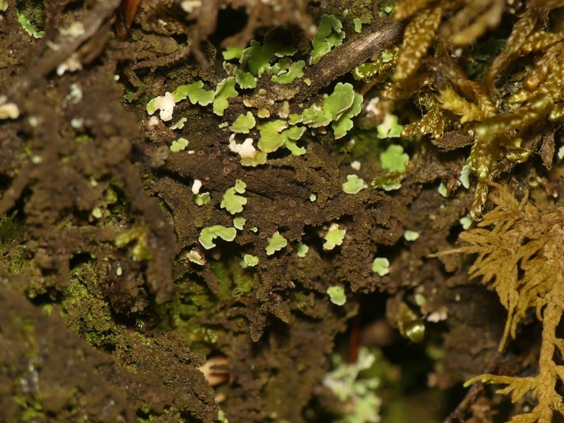 Placynthiella Lichen photo 5