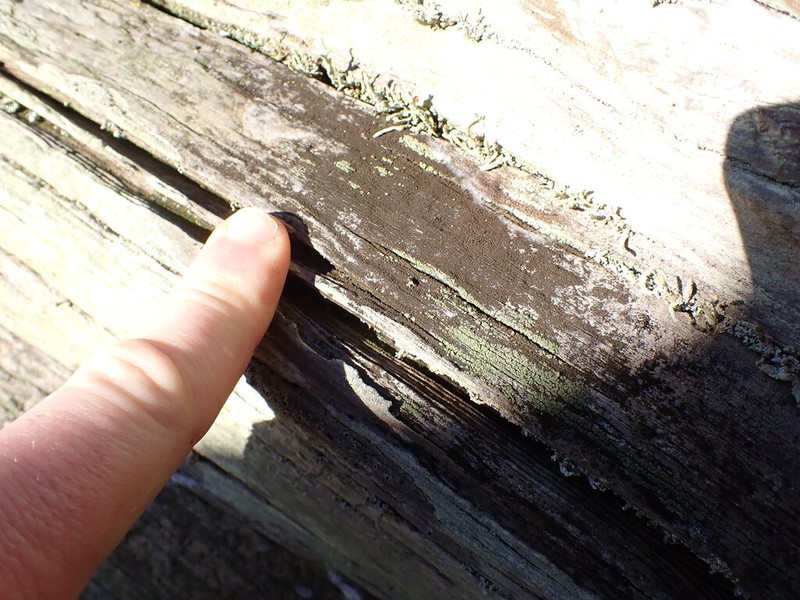 Placynthiella Lichen photo 6