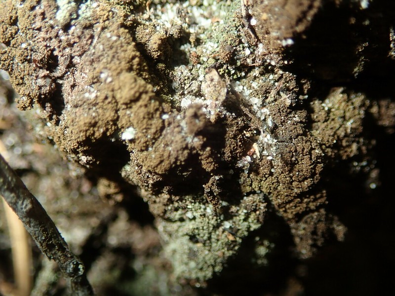 Placynthiella Lichen photo 7