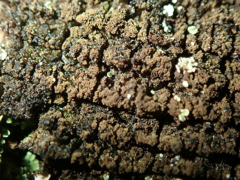 Placynthiella Lichen photo 8