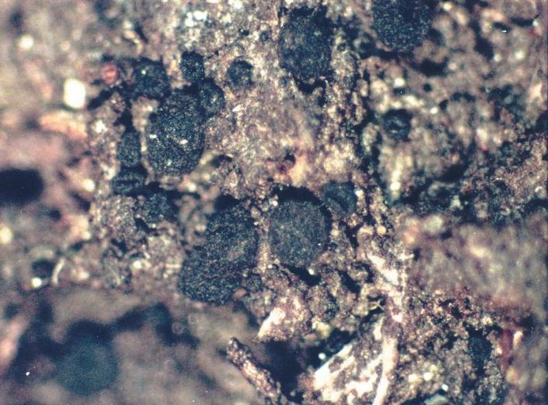 Placynthiella Lichen