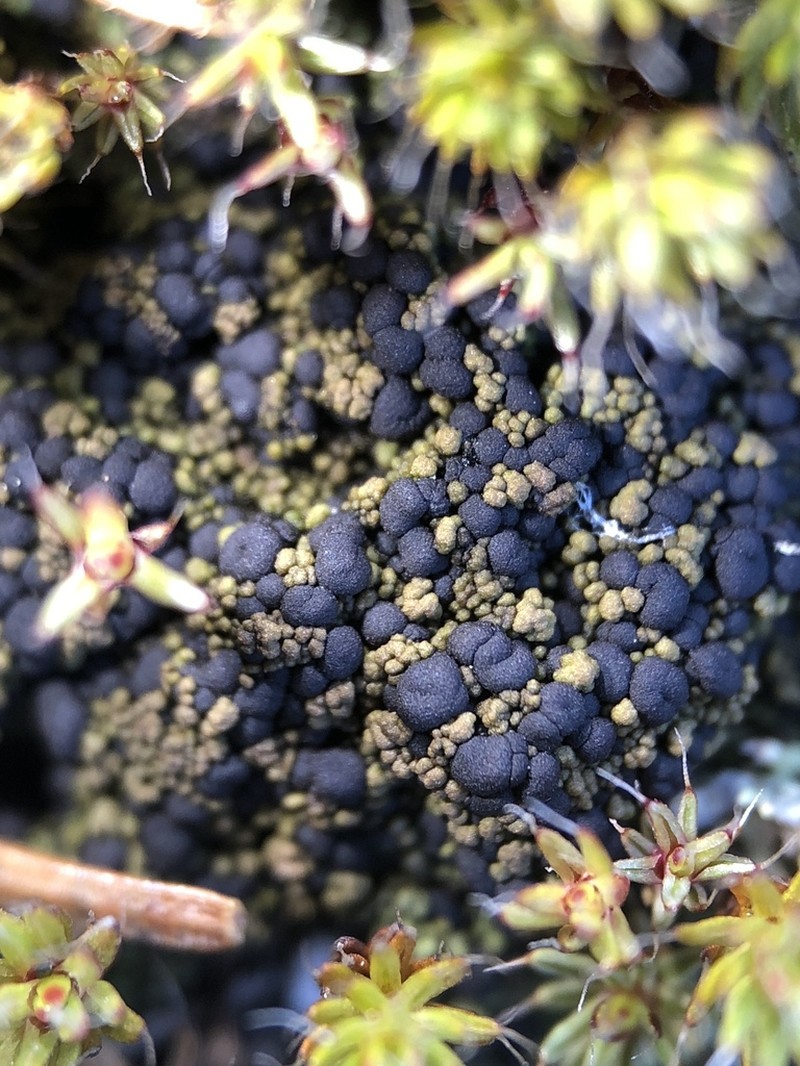 Placynthiella Lichen