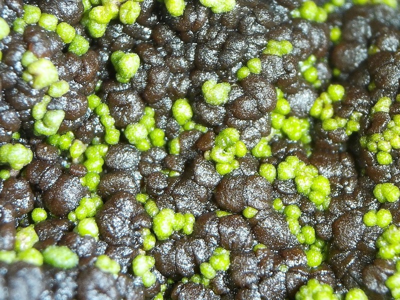 Placynthiella Lichen photo 2