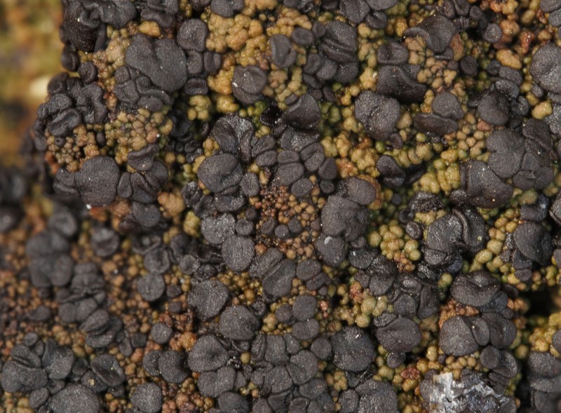 Placynthiella Lichen photo 3