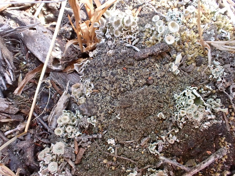 Placynthiella Lichen photo 4