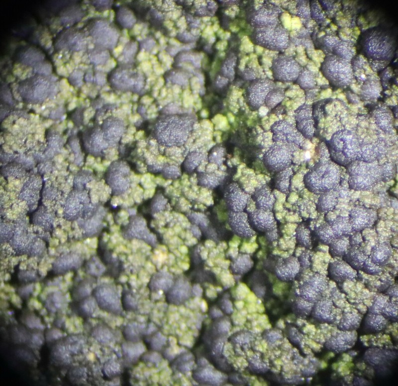Placynthiella Lichen photo 5